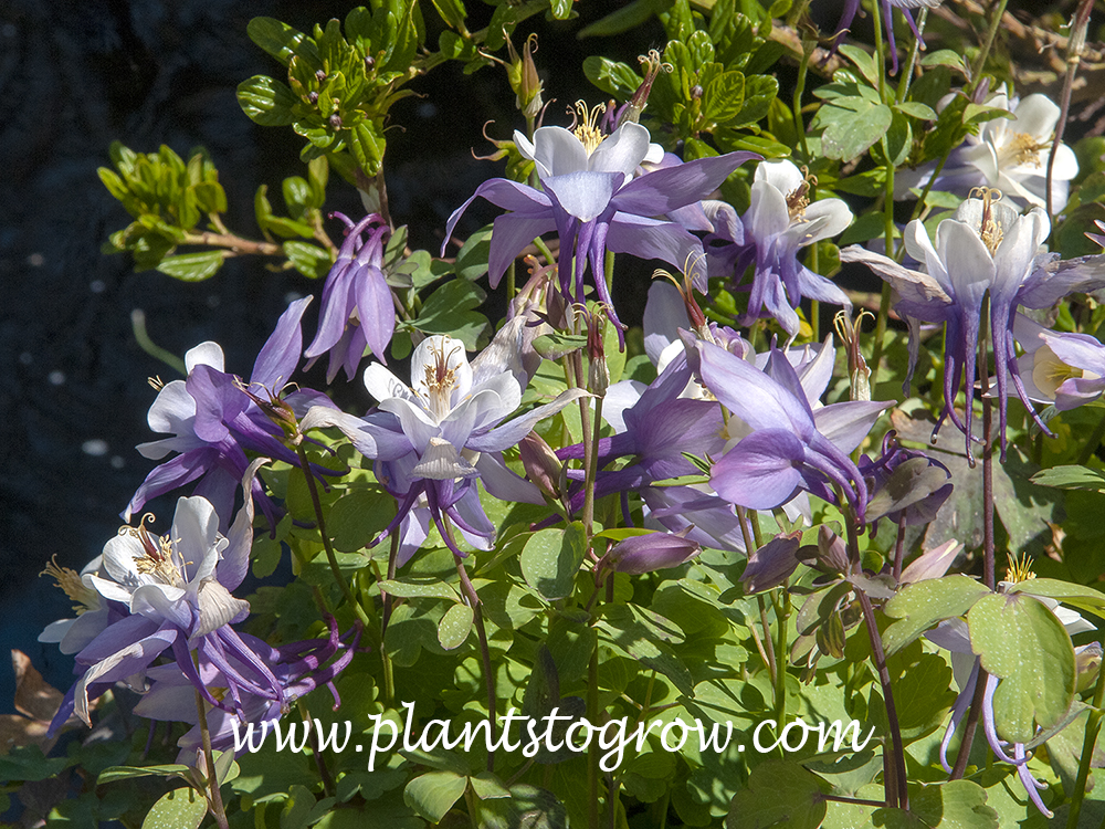 Pagoda Blue and White Columbine (Aquilegia)